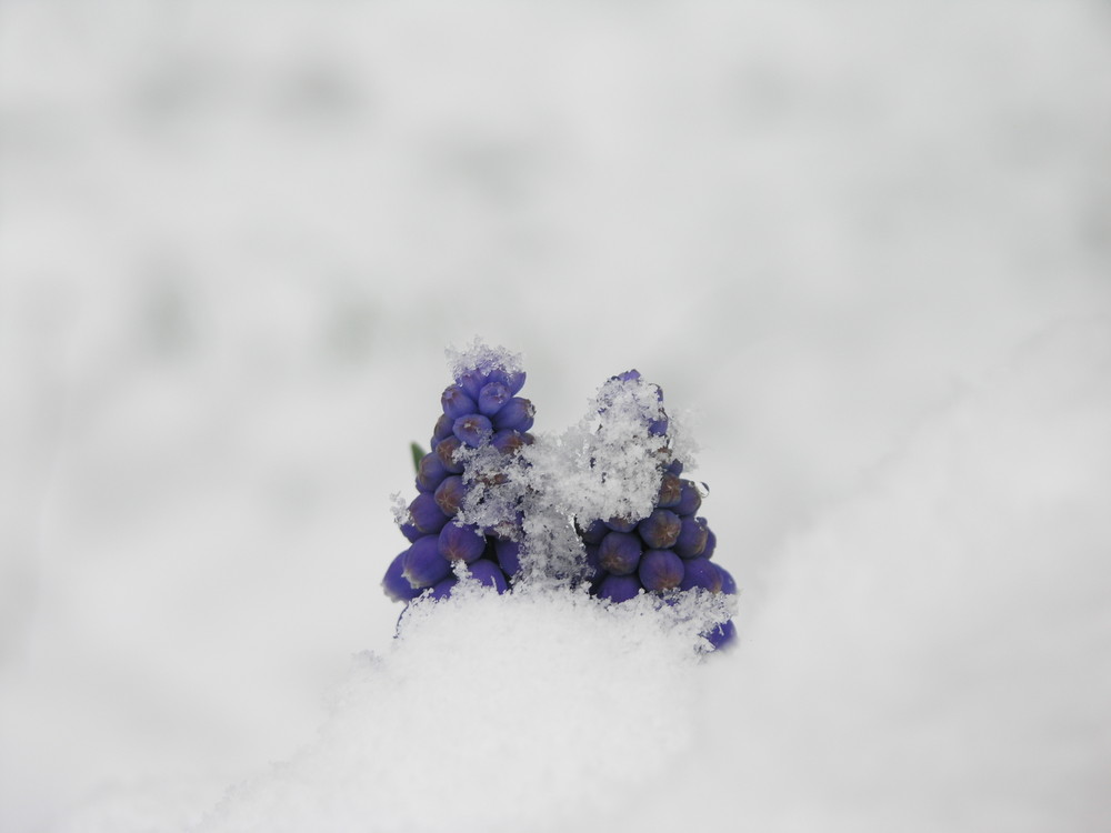 Wir lassen uns vom Schnee nicht beirren ...