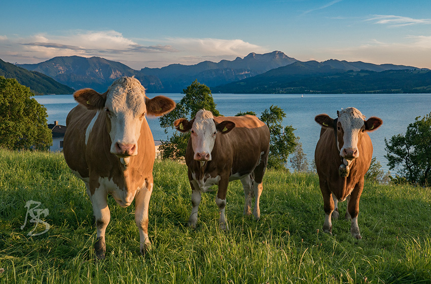 Wir leben da wo andere Urlaub machen