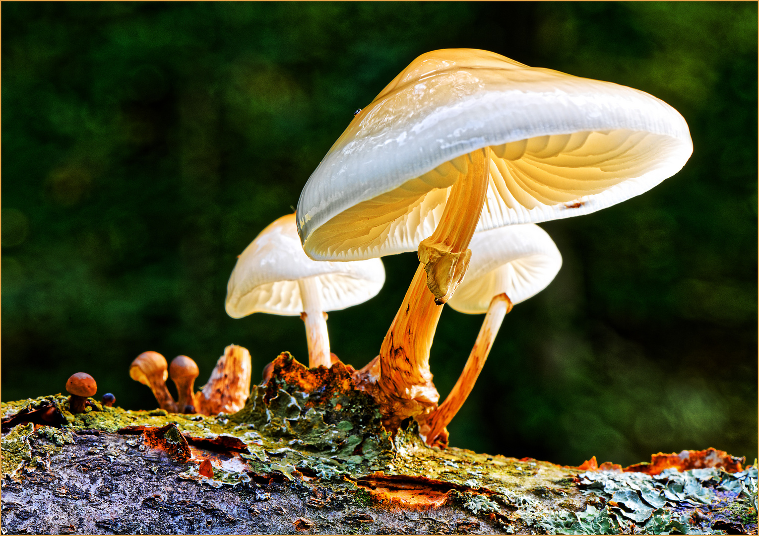 Wir leuchten auch im dunklen Wald