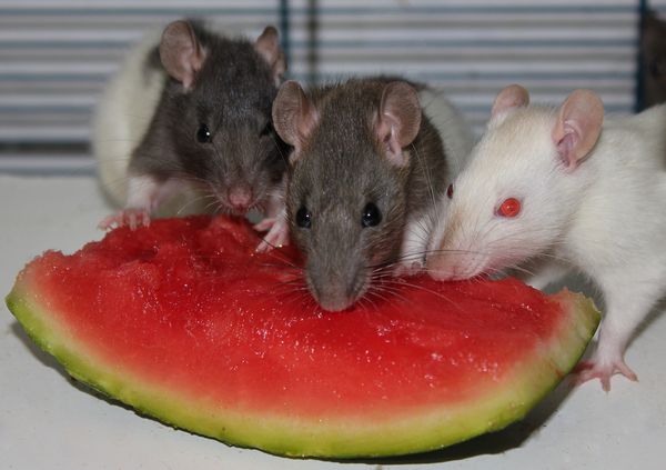 Wir lieben Melone!