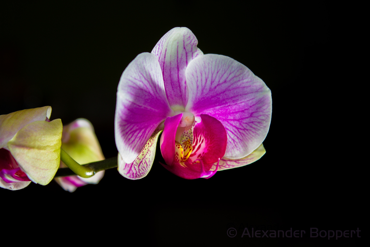 Wir lieben Orchideen!