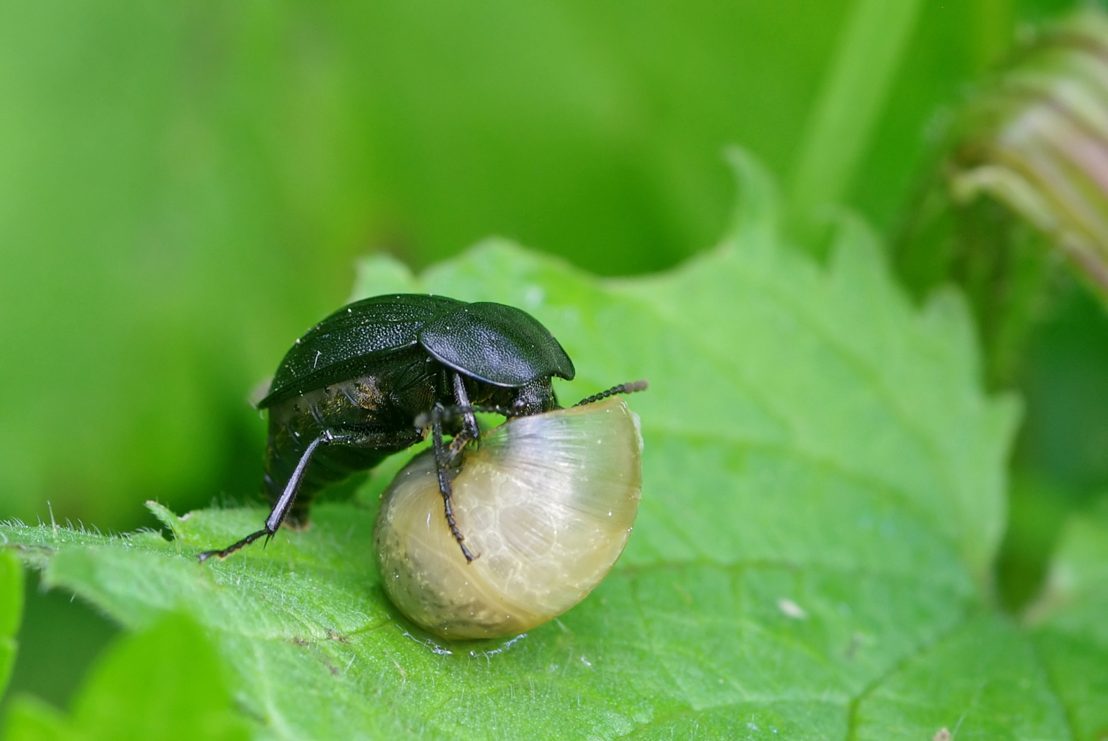 Wir machen auch Hausbesuche... Foto & Bild | tiere, wildlife, insekten