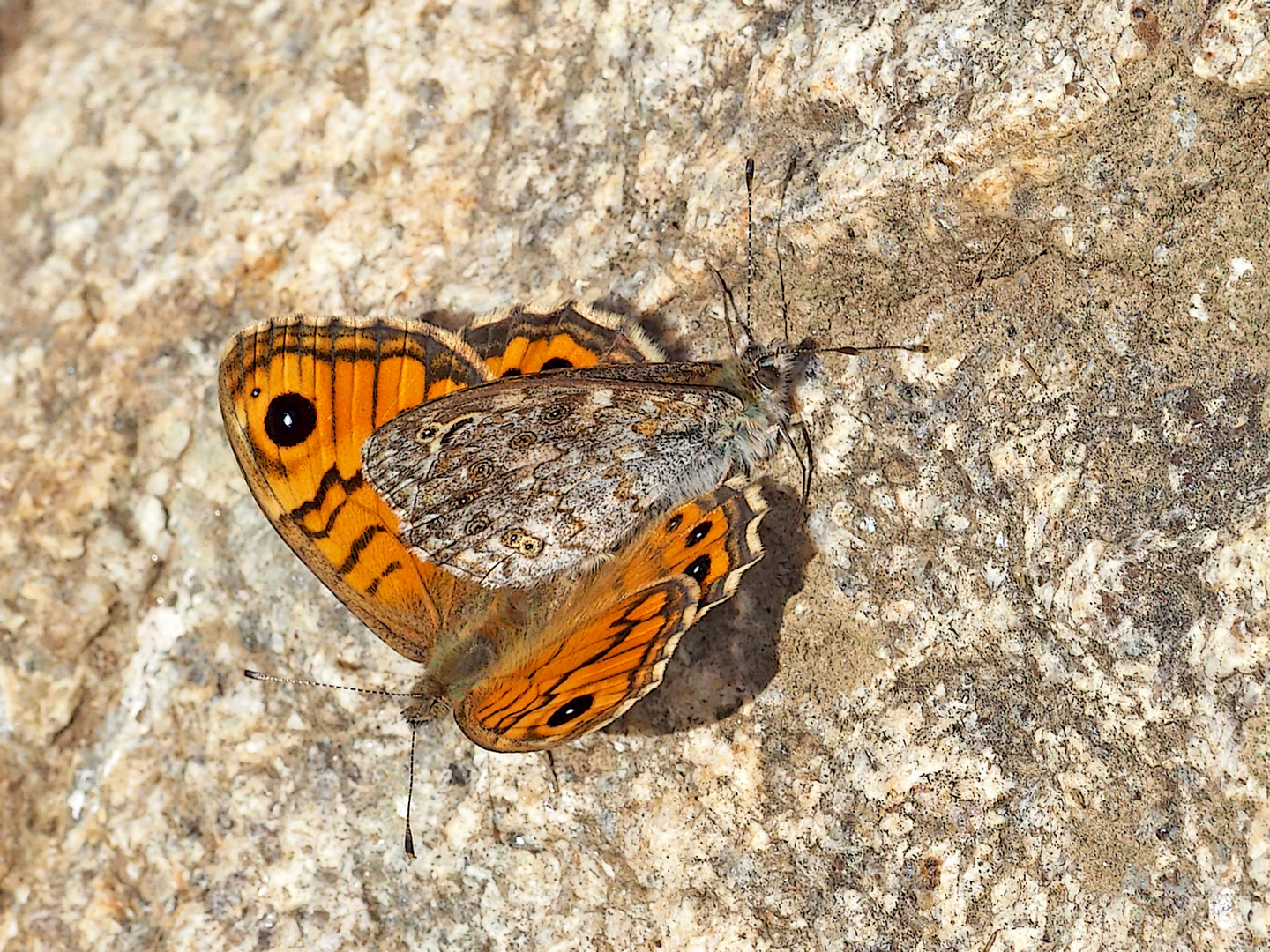 Wir machen kleine Mauerfüchse, damit wir nicht aussterben! (1. Foto) - La Mégère ou le Satyre.