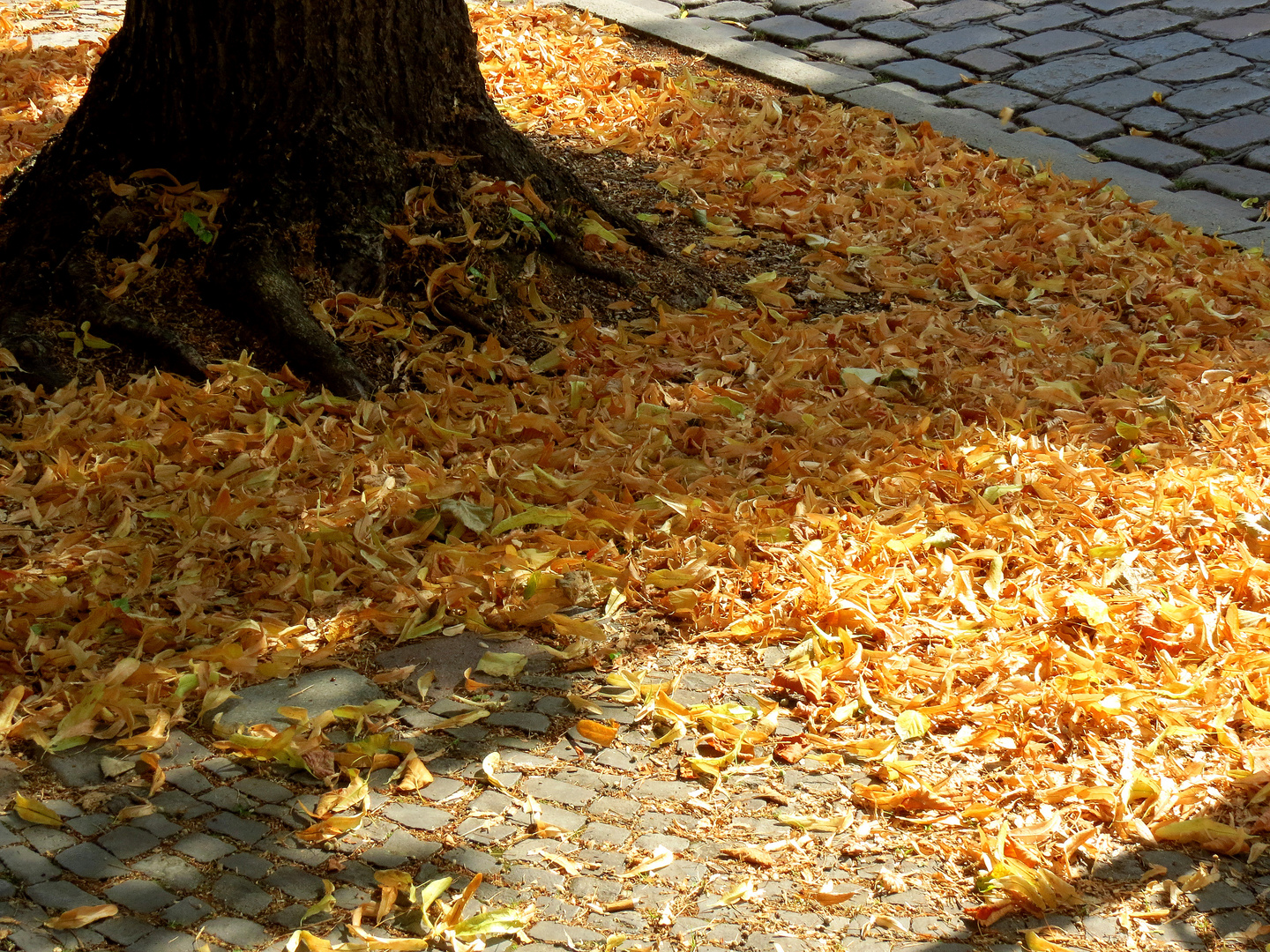 Wir meinen, dass die Linden in diesem Jahr recht fleißig geblüht haben