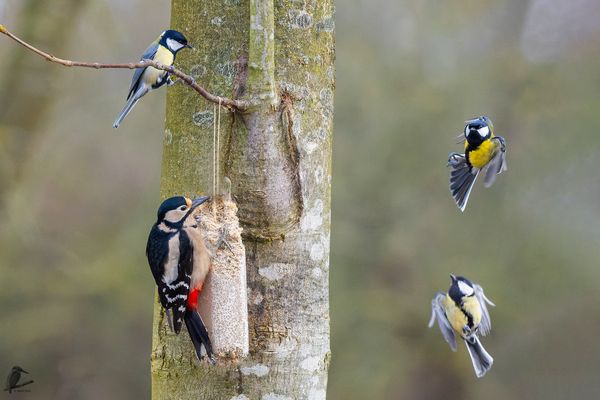 Wir möchten auch...