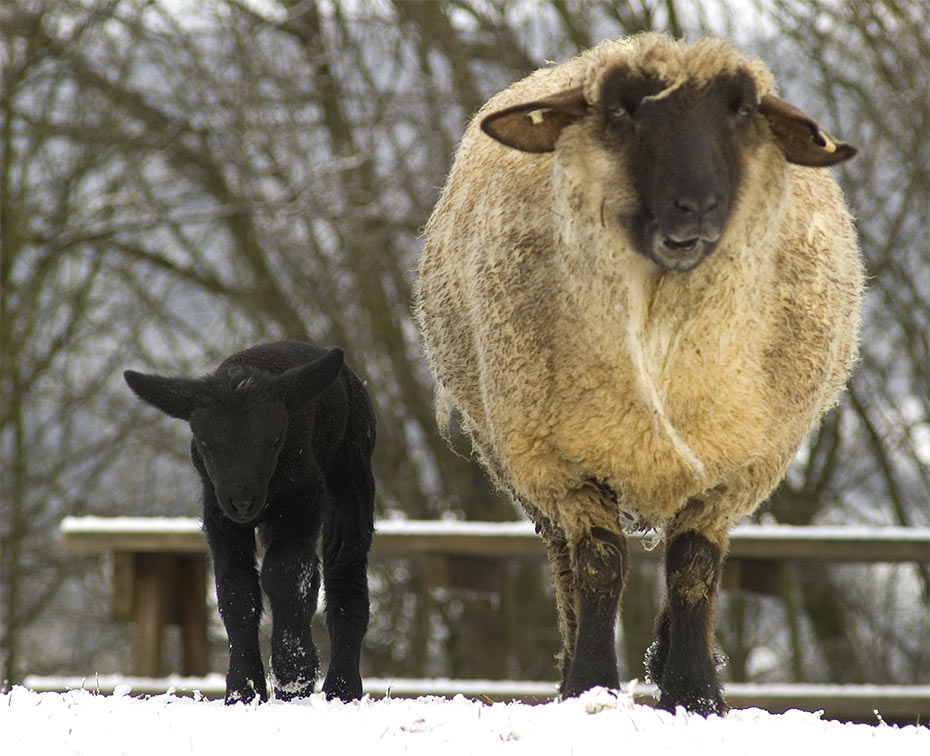 Wir mögen keinen Schnee määähhhhrrrrr!