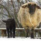 Wir mögen keinen Schnee määähhhhrrrrr!