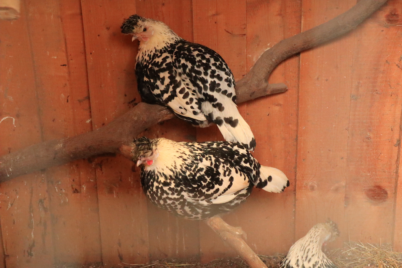 Wir müssen leider drinnen bleiben, denn die Vogelgrippe geht um. 