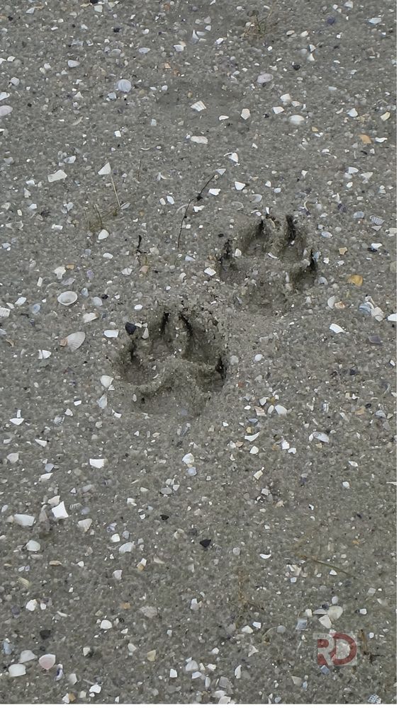 Wir müssen mal wieder Spuren im Sand hinterlassen