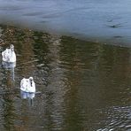 wir müssen noch immer........ in einer reihe schwimmen üben