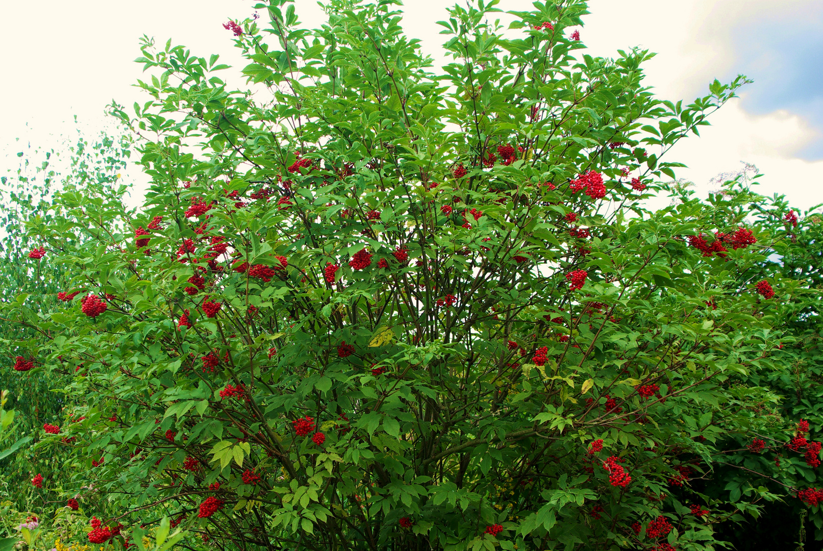 Wir nannten sie früher "Vogelbeeren"