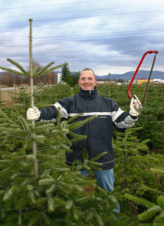 Wir pflücken einen Weihnachtsbaum Teil 3