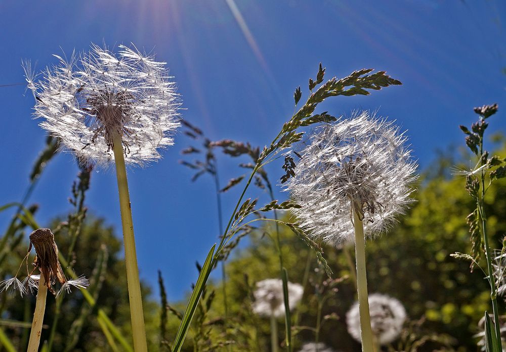 Wir Pusteblumen