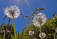 Wir Pusteblumen