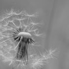 Wir reisen mit dem Wind