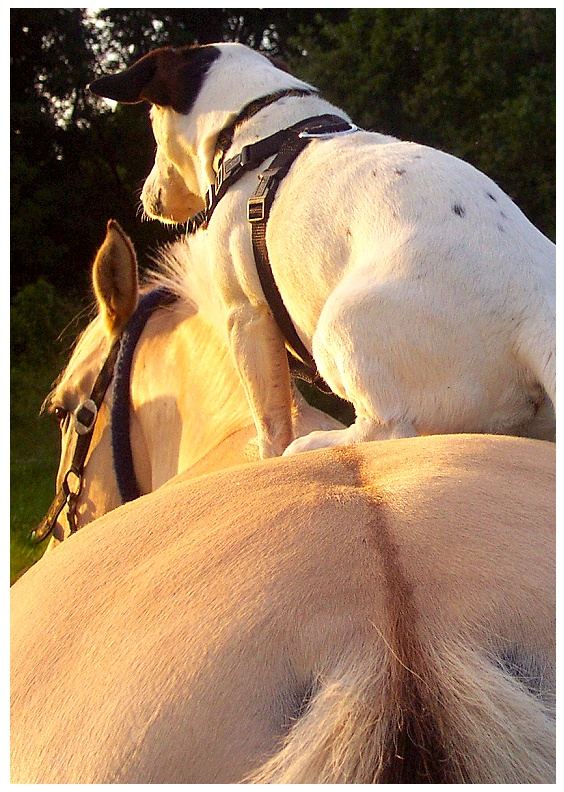 Wir reiten zusammen in den Sonnenuntergang ...