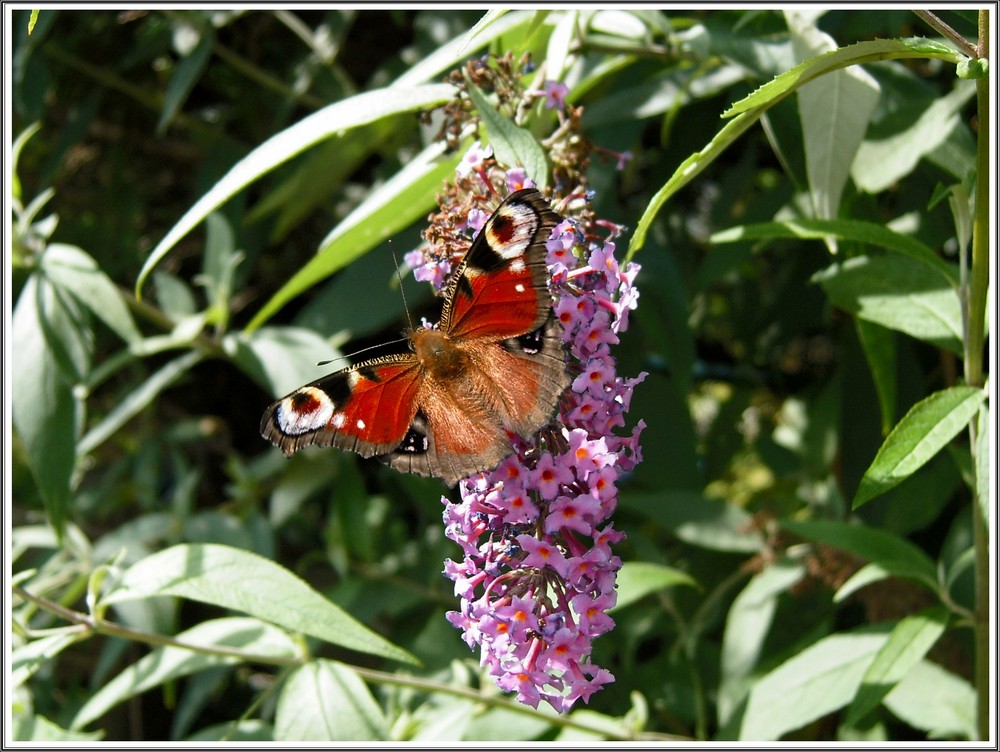 ... wir Schmetterlinge lieben den Sommerflieder...