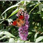 ... wir Schmetterlinge lieben den Sommerflieder...