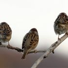 Wir schmollen.... Feldsperlinge (Passer montanus)