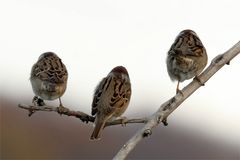 Wir schmollen.... Feldsperlinge (Passer montanus)