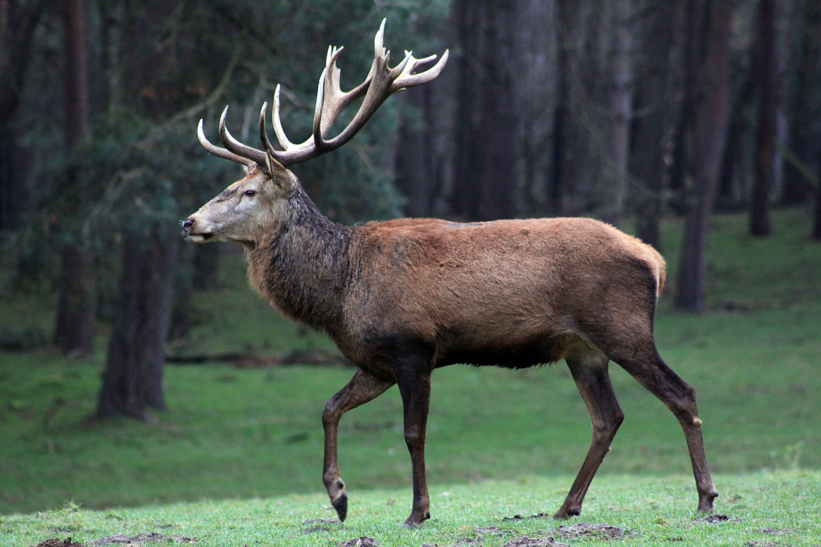 Wir schreiten... (Wildpark Gangelt)