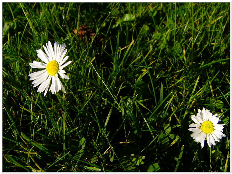 wir sehen uns im Frühling