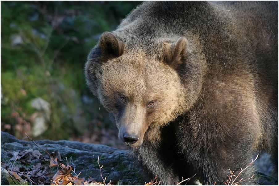 Wir sehen uns im nächsten Jahr (Bär im Nationalpark BY)