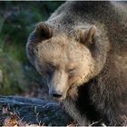 Wir sehen uns im nächsten Jahr (Bär im Nationalpark BY)