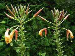 Wir sind auch da!  Nachtkerze (Oenothera spec.).