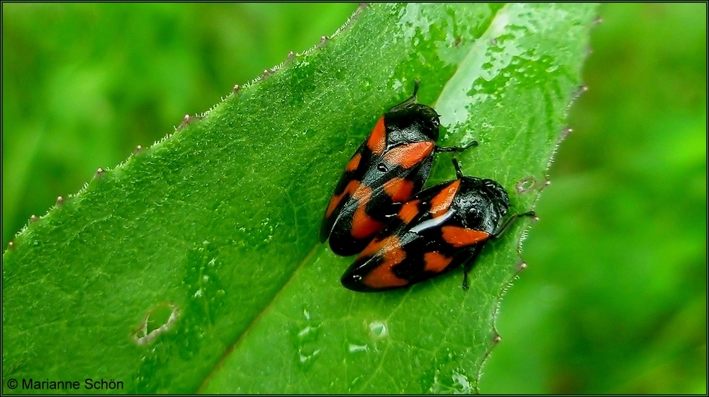 Wir sind auch im Regen unterwegs...