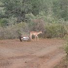 Wir sind auf dem Wege zur White Elephant Safari Lodge bei Pongola , unsere letzte Station