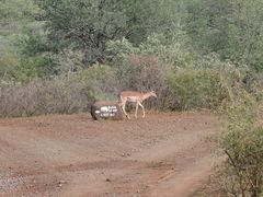 Wir sind auf dem Wege zur White Elephant Safari Lodge bei Pongola , unsere letzte Station