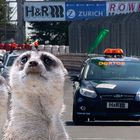 Wir sind beim nächsten VLN-Lauf wieder dabei :-))