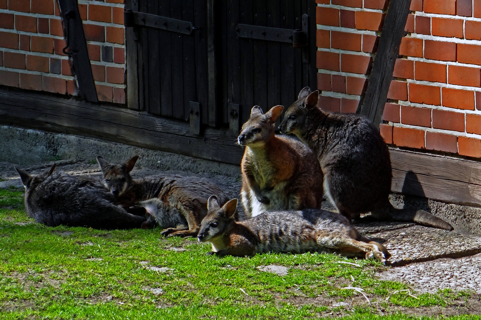 Wir sind die besseren Osterhasen