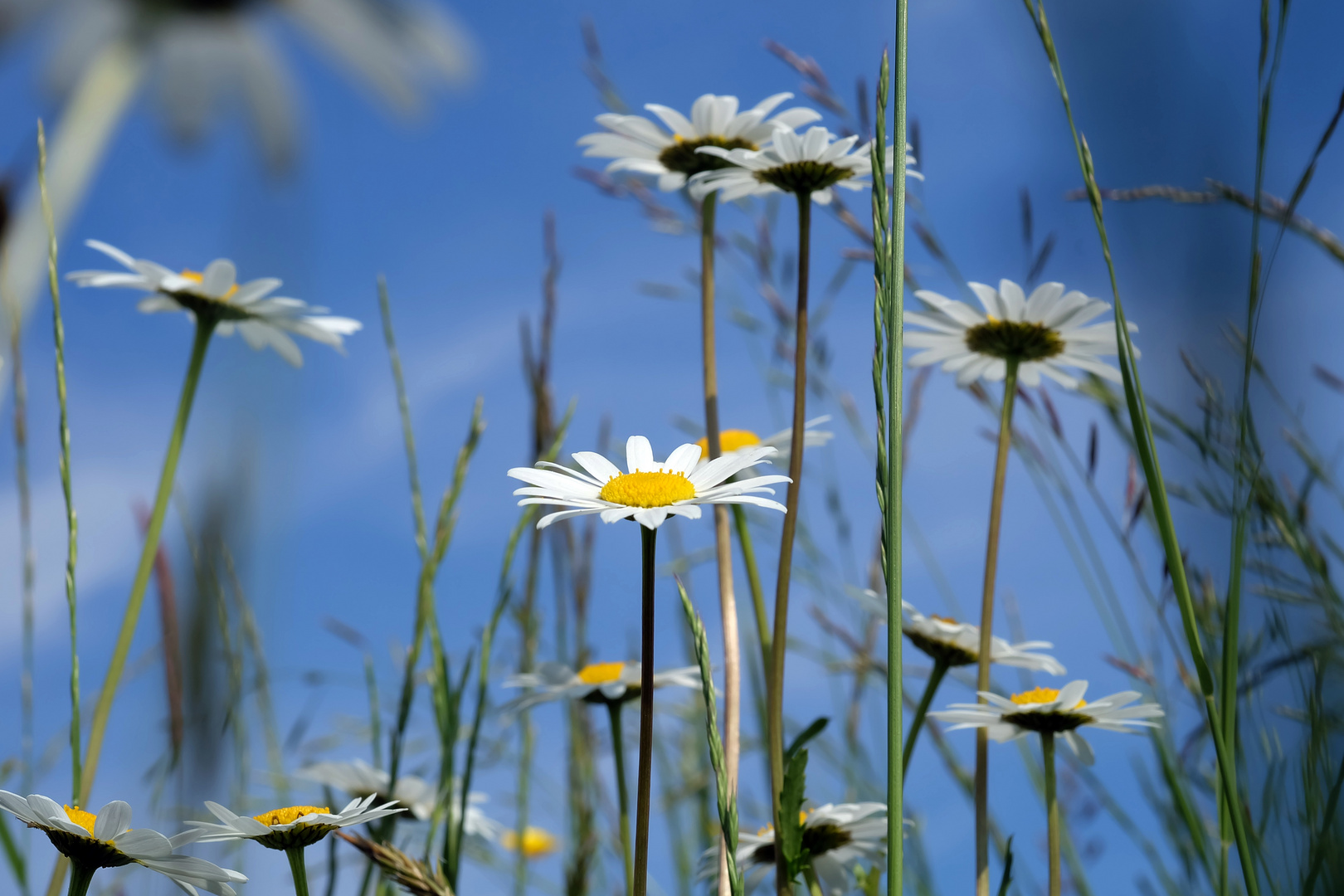 Wir sind die Ersten....Margeriten