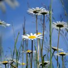 Wir sind die Ersten....Margeriten