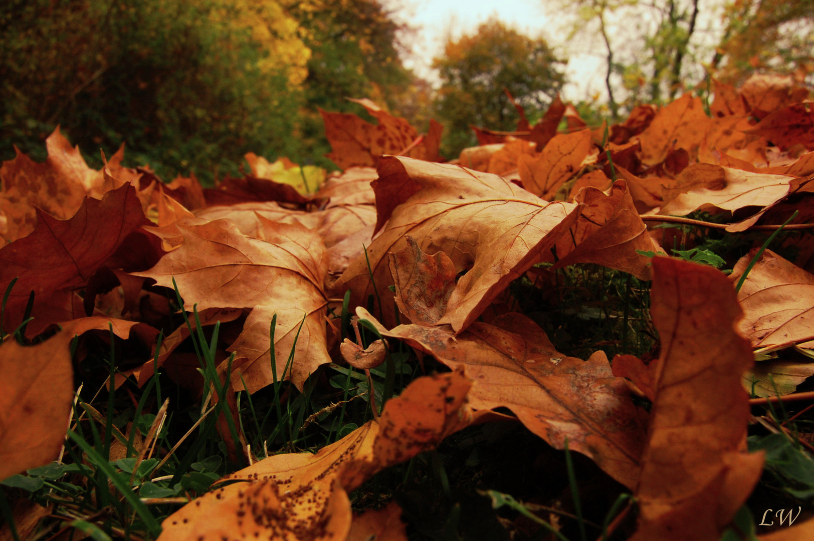 Wir sind die Zeichen des herannahenden Winters.