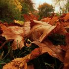 Wir sind die Zeichen des herannahenden Winters.