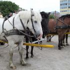 wir sind eine Müde Truppe ....