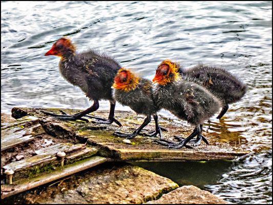 WIR SIND ENTSCHLOSSEN.....