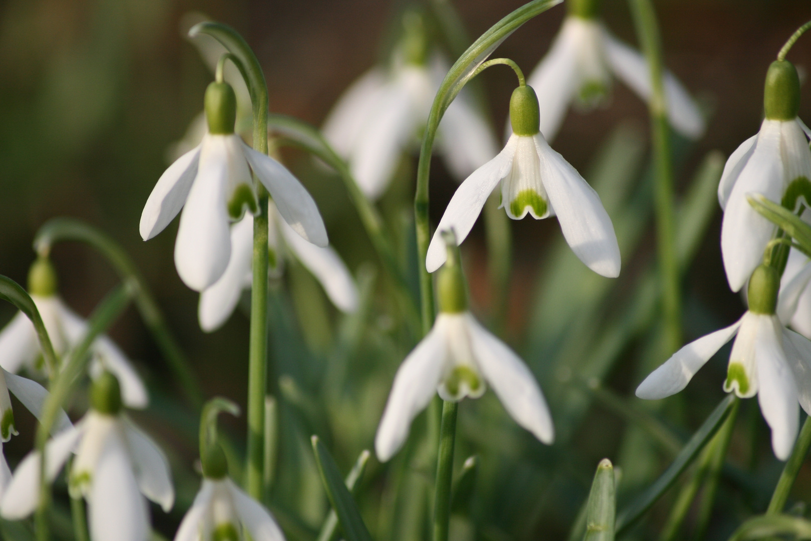 Wir sind Frühling