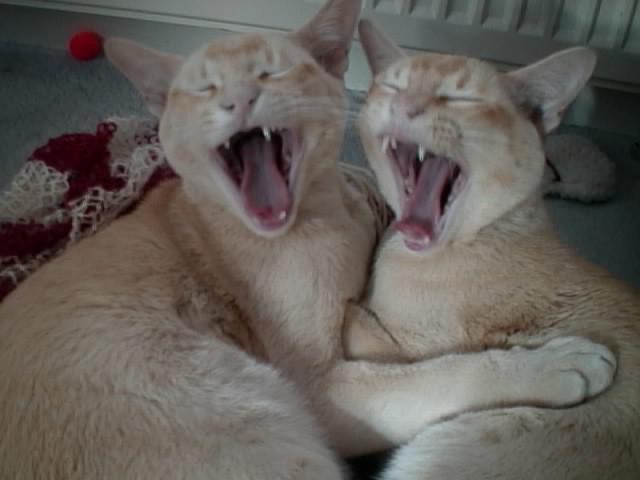 Wir sind ja noch sooo müde ...