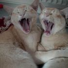 Wir sind ja noch sooo müde ...