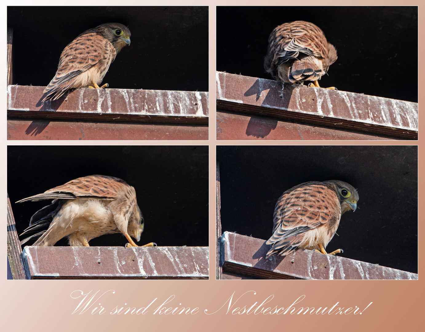 "Wir sind keine Nestbeschmutzer!" - Aus dem Leben der Jungfalken (4) . . .