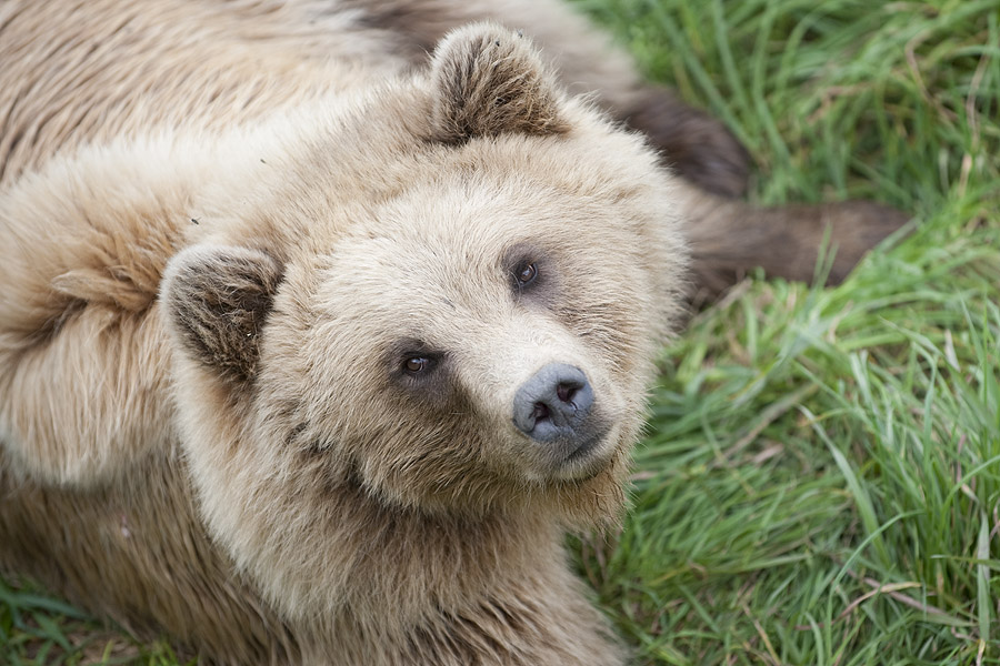 "Wir sind Knut"