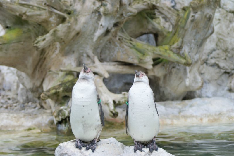 Wir sind Pinguine Foto & Bild | tiere, zoo, wildpark & falknerei, natur