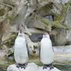 Wir sind Pinguine