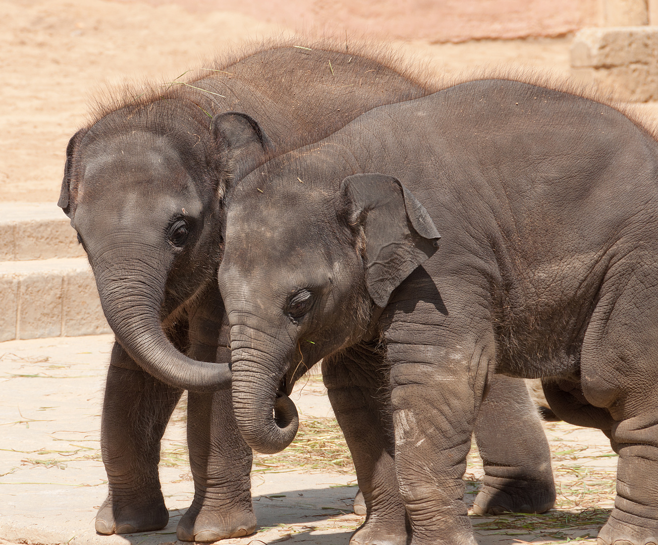 wir sind unzertrennlich... Elefanten im Zoo Hannover