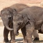 wir sind unzertrennlich... Elefanten im Zoo Hannover