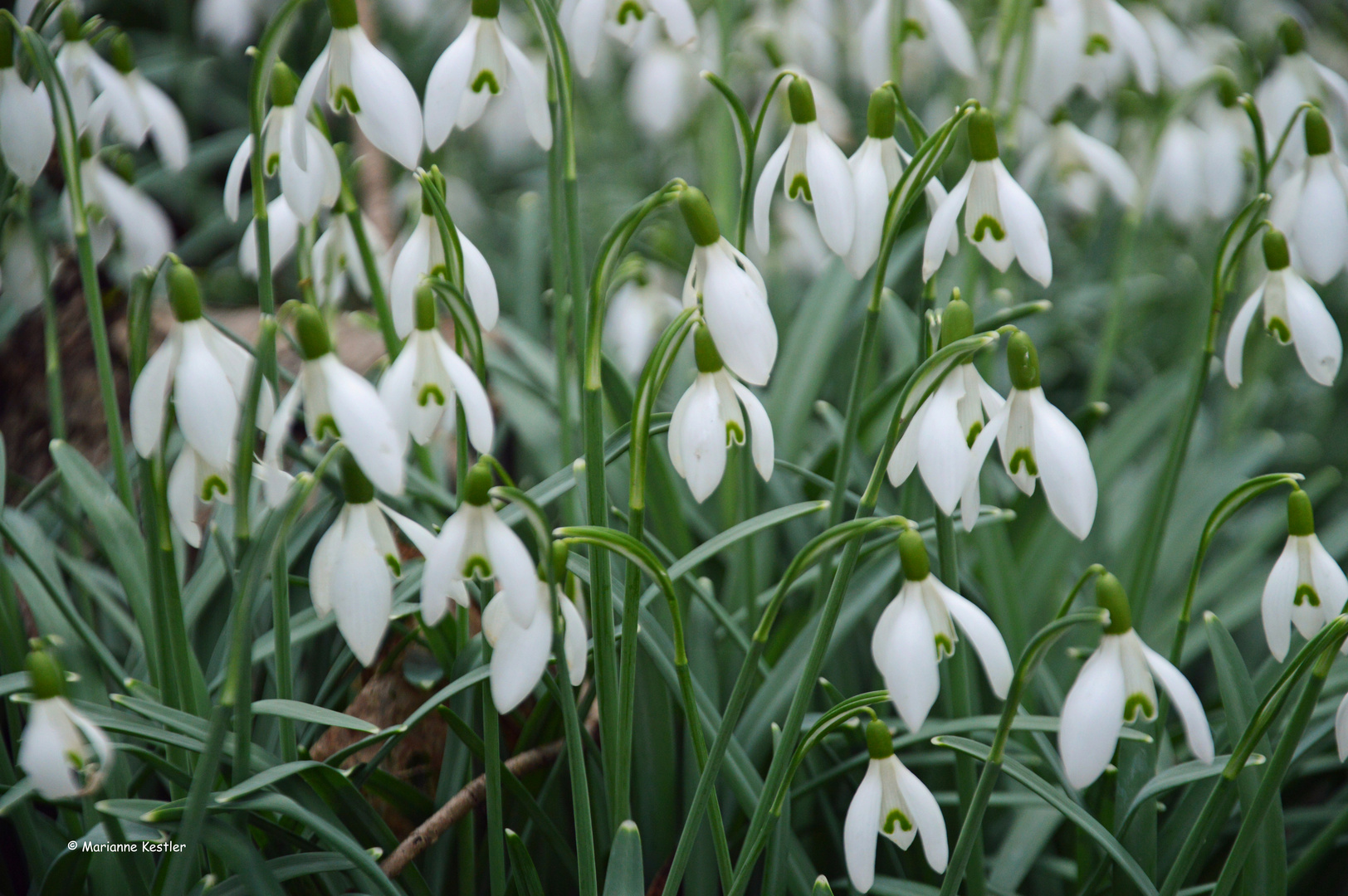 Wir sind viele! Schneeglöckchen demonstrieren für den Frühling